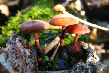 грибы рядовка, осень, макро, природа