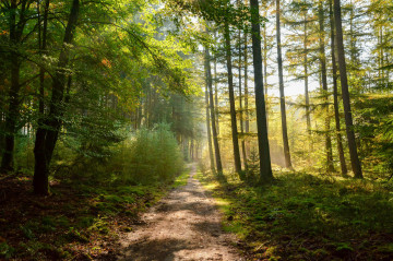 Фото бесплатно зеленые листья, лес, грунтовая дорога, деревья, лето, природа