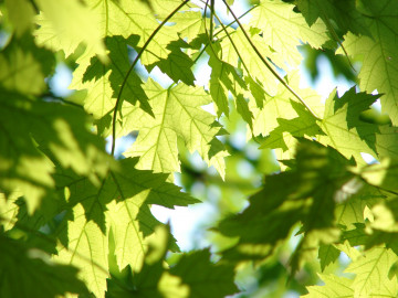 зелёные клиновые листья, природа, ветки, лето