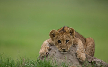 Фото бесплатно кошки, лев, львенок на камне