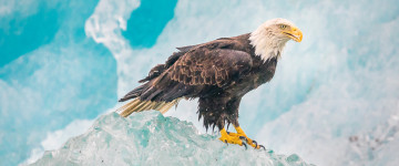 орел на ледяной скале, хищная птица, an eagle on an icy rock, a bird of prey