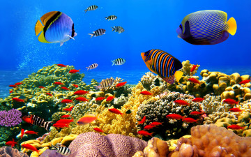 дно океана, рыбы, кораллы, водоросли, подводный мир, яркие обои на рабочий стол, Ocean floor, fish, coral, algae, underwater world, bright wallpapers