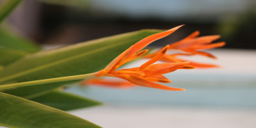 оранжевый цветок, красивые обои на рабочий стол