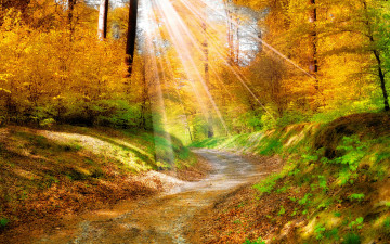 осень, лес, солнечные лучи, желтые деревья, природа, autumn, forest, sun rays, yellow, trees, nature
