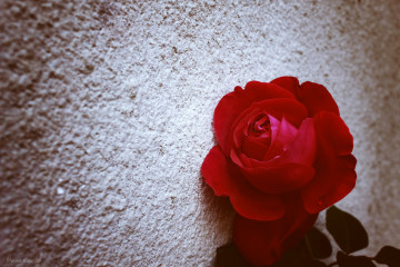 красная роза на песке, цветы, минимализм
