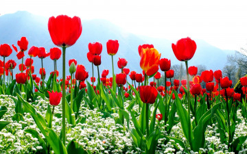 red tulips, flower bed, flowers, spring, nature, красные тюльпаны, клумба, цветы, весна, природа