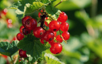red currant, bush, berry, nature, fruit, food, красная смородина, куст, ягода, природа, плод, еда