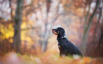 щенок, собака, ротвейлер, парк, осень, листва, размытый фон, puppy, dog, rottweiler, park, autumn, foliage, blurred background