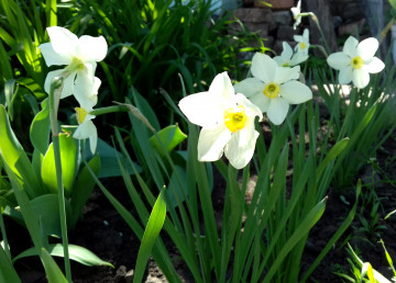 белые нарциссы весенние цветы, 4К обои весна