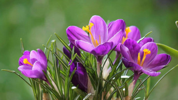 фиолетовые крокусы, весенние цветы, 紫色番紅花，春天的花朵，purple crocuses, spring flowers