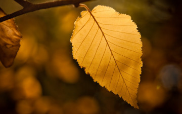 Фото бесплатно лист, осень, ветка, минимализм, размытый фон