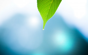 зеленый лист на размытом фоне, минимализм