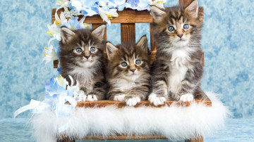 Фото бесплатно кошки, три котенка, домашние животные