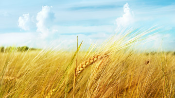 колосья, спелый, пшеница, облака, лето, жатва, урожай, злаки, хлеб, поле, 3840х2160, 4к обои