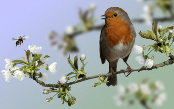 птичка, цветущая веточка, вишня, весна, красивые обои, скачать, bird, blooming branch, cherry, spring, beautiful wallpaper download