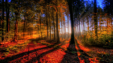 природа, лес, лучи солнца, осень, деревья, красивые обои на рабочий стол, Nature, forest, rays of the sun, autumn, trees, beautiful wallpapers