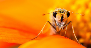 шкиперская бабочка, макро, насекомое, оранжевый цветок