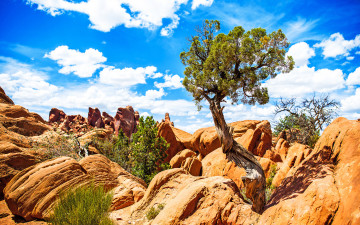 Фото бесплатно дерево, облака, скалы, пустыня, природа