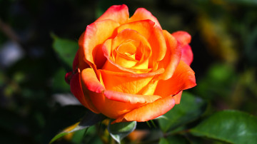 оранжевая роза, цветок, красивые обои цветов на рабочий стол