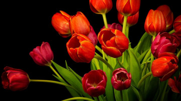 hd wallpapers, красные тюльпаны, цветы, букет, черный фон, Red tulips, flowers, bouquet, black background,