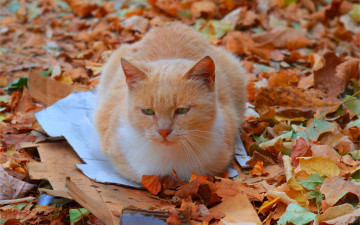 2880х1800 обои на рабочий стол, рыжий кот сидит в листьях, осень, листопад, кот, домашние животные