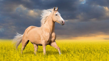 конь, лошадь, животное, поле, жёлтое, синее небо, тучи, 3840х2160, 4к обои