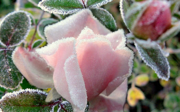 роза на морозе, розовый цветок, иней, заморозки, макро, обои хорошего качества, Rose in the frost, pink flower, hoarfrost, frost, macro, wallpaper of good quality