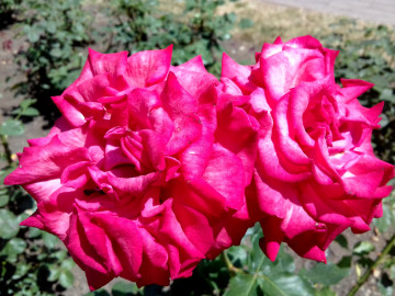 roses rouges, bourgeons, fleurs, parterre de fleurs, fonds d'écran lumineux, 紅玫瑰，花蕾，鮮花，花壇，明亮的壁紙