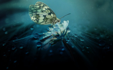 Фото бесплатно природа, бабочка, падение