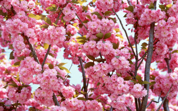 цветущая сакура, дерево, весна, cherry blossoms, tree, spring