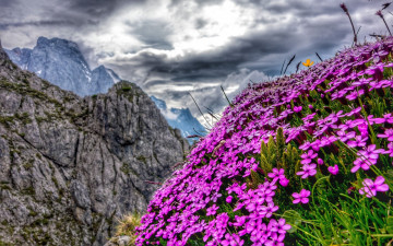 Alps, Austria, mountains, flowers, nature, clouds, beautiful landscape, Альпы, Австрия, горы, цветы, природа, тучи, красивый пейзаж, 2560х1600