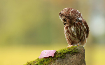совенок на камне, птица, красивые обои, A owl on a stone, a bird, beautiful wallpaper