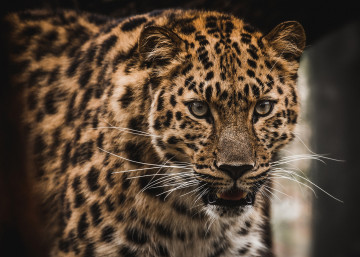 Красивый леопард, пятнистый, дикие кошки