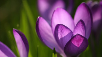 цветы, фиолетовый шафран