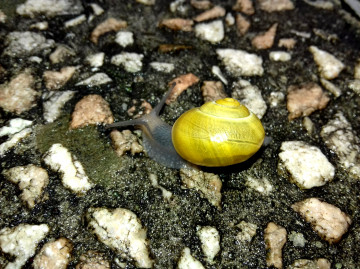 snail, slug, mollusk, cockleshell, macro, stones, paving stones, улитка, слизняк, моллюск, ракушка, макро, камни, брусчатка, 3260х2440