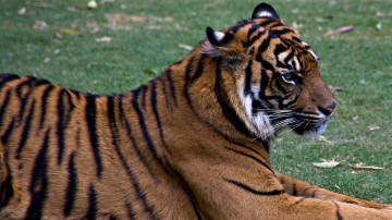 Тигр, дикие кошки, животные, Tiger, wild cats, animals