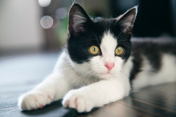 Фото бесплатно обои кошка, размытый фон, лежа, чёрно-белый котёнок