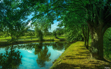 природа, парк, озеро, деревья, лето, отражение в воде, красивый пейзаж, nature, park, lake, trees, summer, reflection in water, beautiful landscape