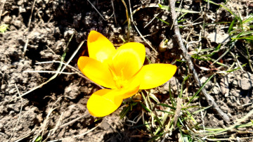 3840х2160 4к обои жёлтый крокус - ранний весенний цветок