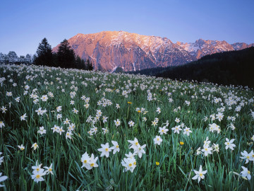 Австрия, поле белых нарциссов, цветы, горы, природа