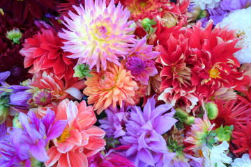 Фото бесплатно цветы, яркие, букет