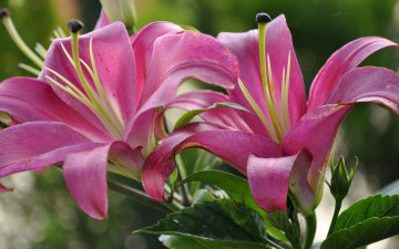 розовая лилия, цветы, лепестки, pink lily, flowers, petals