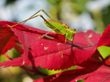 Фото бесплатно красные листья, обои кузнечик, насекомое, зелёный кузнечик, макро