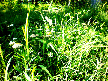 зелёная трава, лето, природа