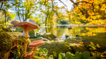 осенний пейзаж грибы водоем