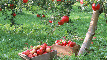сбор урожая яблок, деревья, сад, яблоки, плоды