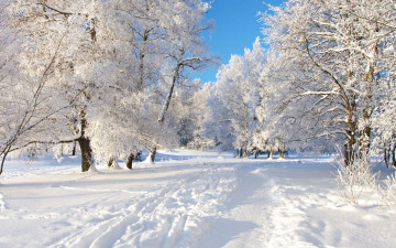 природа, зимний пейзаж, тропинка, иней, деревья, парк, солнечный день, мороз, nature, winter landscape, path, frost, trees, sunny day, frost