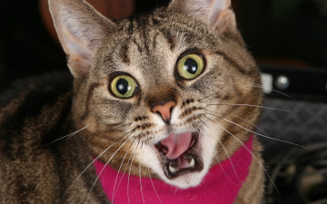 мяукающая кошка с розовым шарфом
