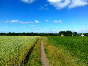 село, лето, природа, тропинка, пшеничное поле, голубое небо, растения