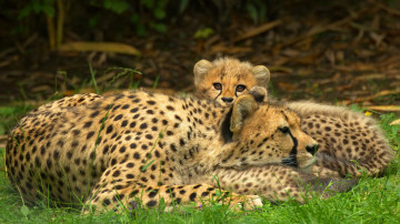 Фото бесплатно обои семья гепардов, детеныш, отдых, дикие животные, 3840х2160, 4к обои